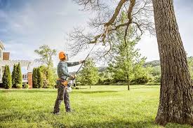 Tree and Shrub Care in Hidden Hills, CA