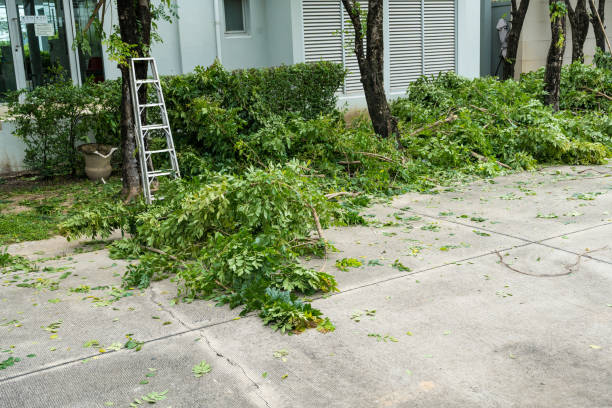 Why Choose Our Tree Removal Services in Hidden Hills, CA?